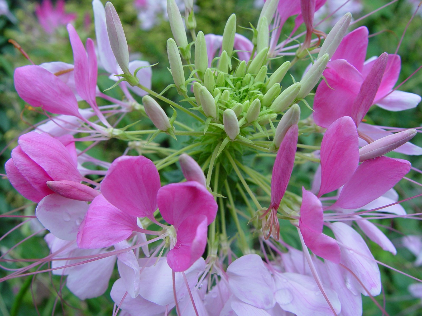 Cleome